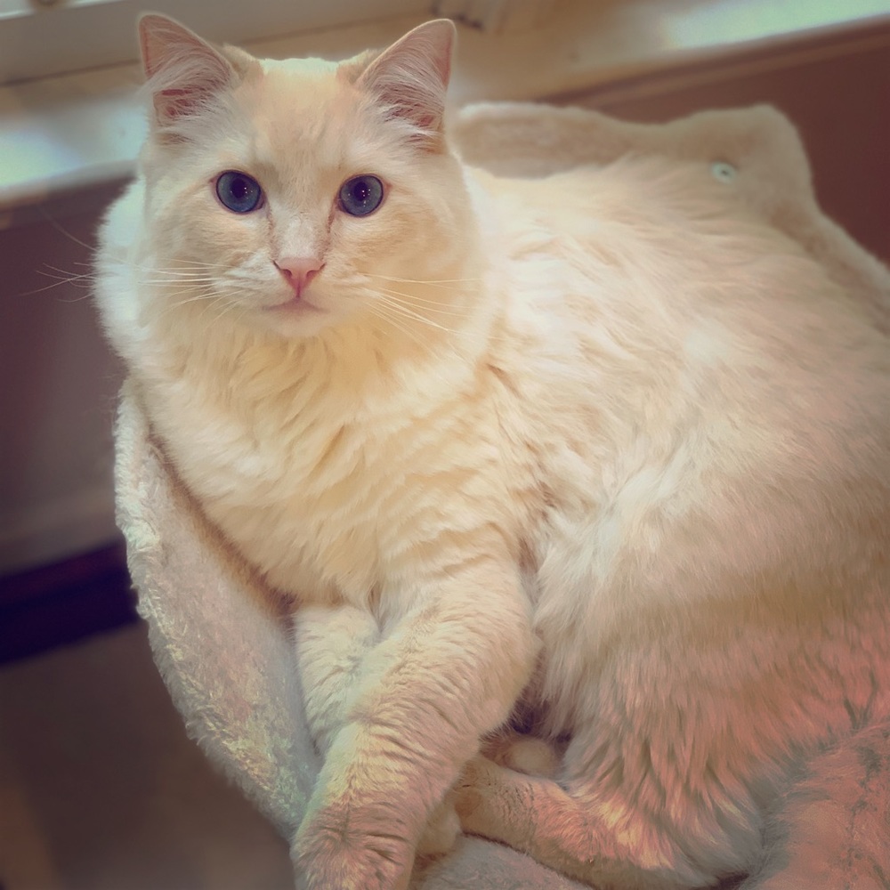 Meet your Posher’s BFF! King Henry 👑 💕